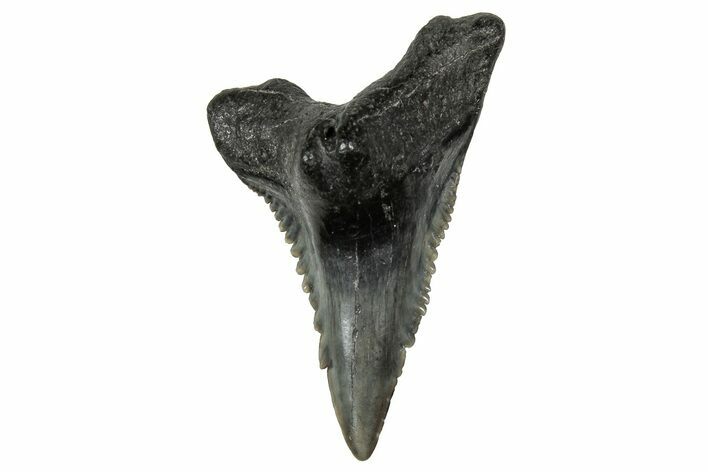 Snaggletooth Shark (Hemipristis) Tooth - South Carolina #359093